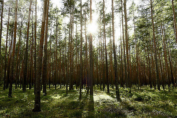 Sonnenlicht beleuchtet hohe Waldbäume im Frühherbst