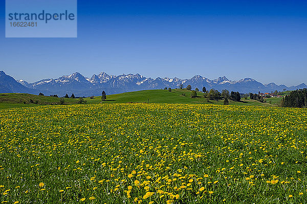 Blühender Löwenzahn auf einer Frühlingswiese mit den Allgäuer Alpen im fernen Hintergrund