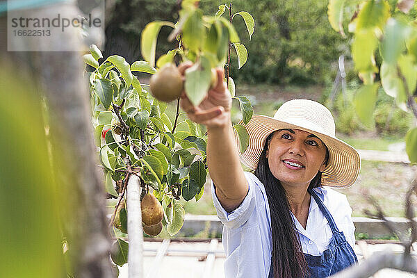 Glückliche Frau  die frische Birnen im Gemüsegarten anfasst