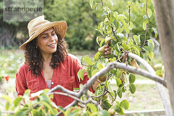 Lächelnde Frau mit Blick auf frische Birnen im Gemüsegarten