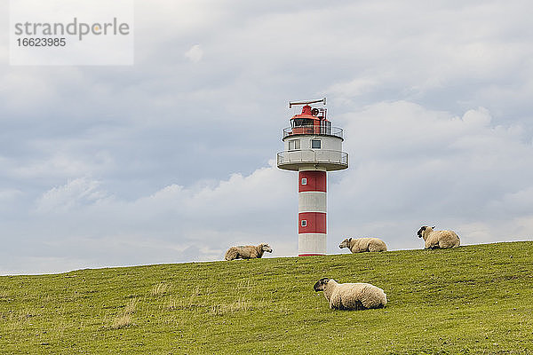 Deutschland  Schleswig-Holstein  Kollmar  Schafe auf der Wiese mit Leuchtturm im Hintergrund