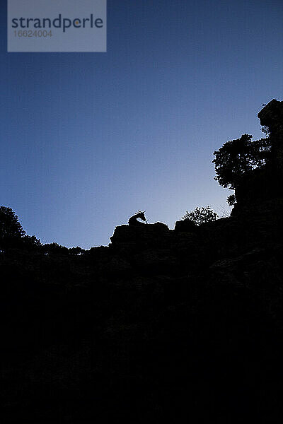 Silhouette einer Ziege auf einem Berg gegen den klaren Himmel in der Imbros-Schlucht  Kreta  Griechenland