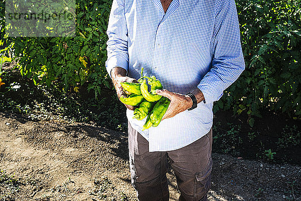 Älterer Mann hält Paprika  während er an Pflanzen im Gemüsegarten steht