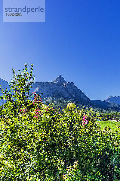 Österreich  Tirol  Klarer blauer Himmel über blühendem Busch mit Zugspitze im Hintergrund