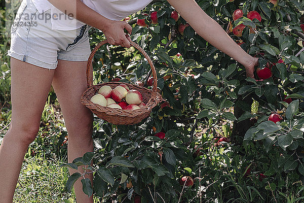 Mittlere erwachsene Frau in kurzen Hosen beim Äpfelpflücken im Obstgarten stehend