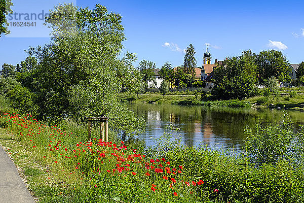 Deutschland  Bayern  Adelsdorf  Regensburg  Rote Wildblumen blühen am Ufer des Flusses Regen im Sommer