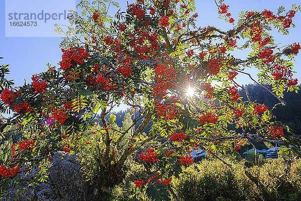 Vogelbeerbaum (Sorbus aucuparia)  beleuchtet vom Sonnenlicht