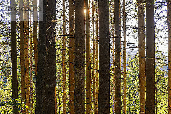 Fichten (Picea abies) im Bayerischen Wald