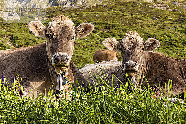 Porträt von zwei Kühen  die sich im Gras entspannen