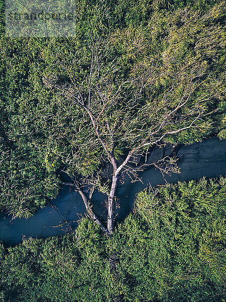 Drohnenansicht eines umgestürzten Baums über einem Bach im grünen Wald