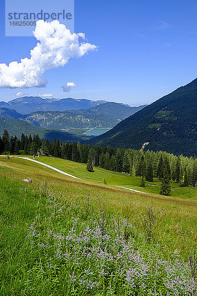 Blick auf eine Sommerwiese in den bayerischen Alpen