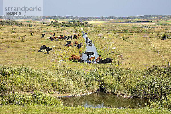 Rinder grasen an einem sonnigen Tag am Kanal auf einer Grasfläche