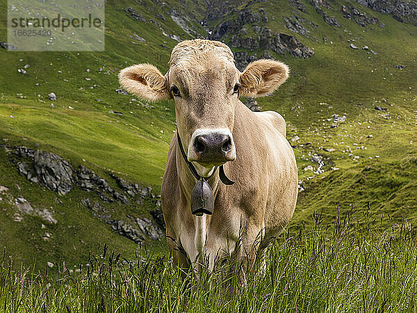 Porträt einer braunen Kuh mit Kuhglocke  die im Freien steht