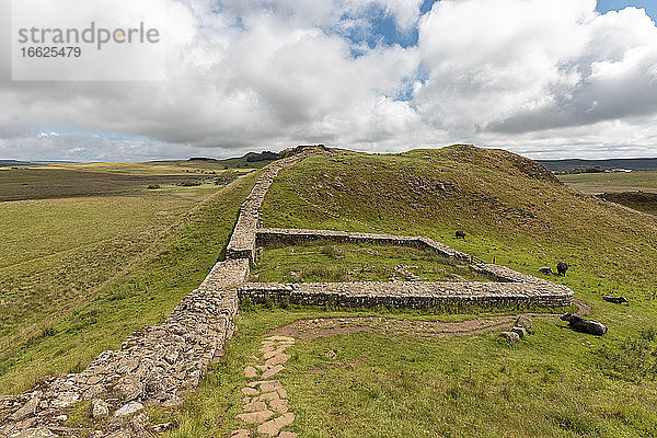 UK  England  Hexham  Rinder auf der Weide vor dem Hadrians Wall