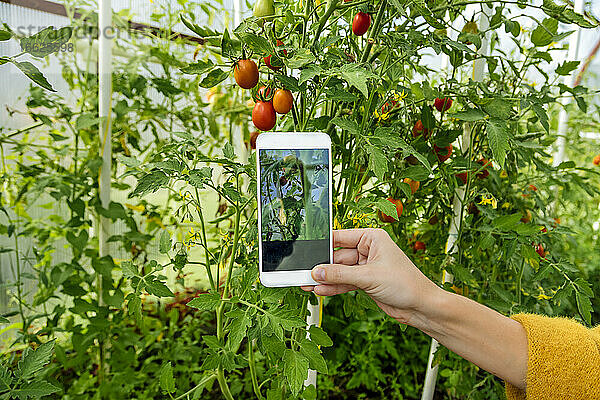 Frau fotografiert Tomatenpflanze mit dem Handy im Gewächshaus
