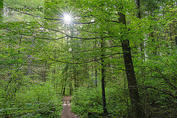Sonnenlicht dringt durch die Zweige des grünen  üppigen Waldes im Naturschutzgebiet Isarauen