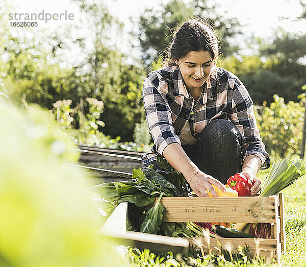 Junge Frau sammelt Gemüse in einer Kiste im Gemeinschaftsgarten