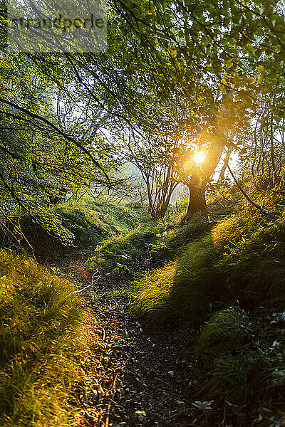 Sonnenlicht durch Bäume im Wald bei Sonnenaufgang gesehen  Orobie  Lecco  Italien