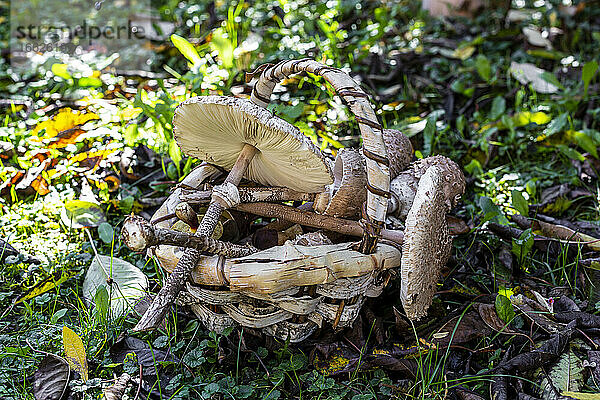Korb voll mit verschiedenen Pilzen auf dem Waldboden liegend