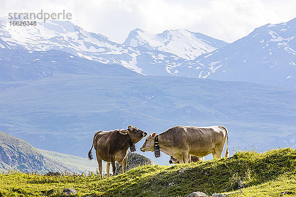 Zwei Kühe auf der Weide in den Schweizer Alpen