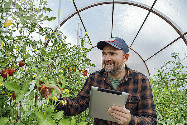 Lächelnder Mann  der ein Tablet benutzt  während er eine Tomate im Gewächshaus untersucht