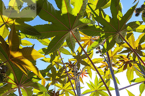 Zweige der Rizinuspflanze (Ricinus communis)