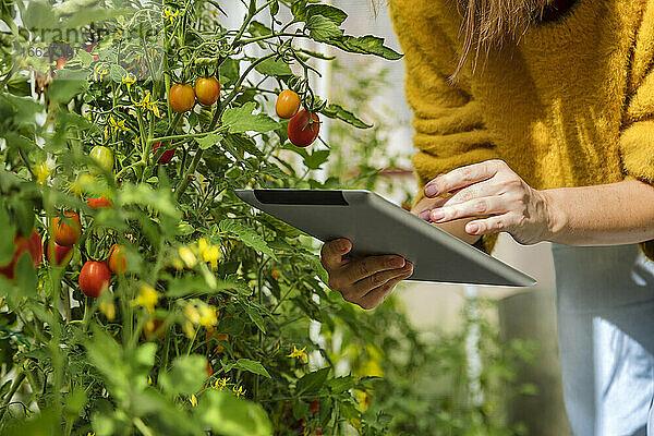 Umweltschützer bei der Untersuchung einer Tomatenpflanze im Gewächshaus mit einem digitalen Tablet