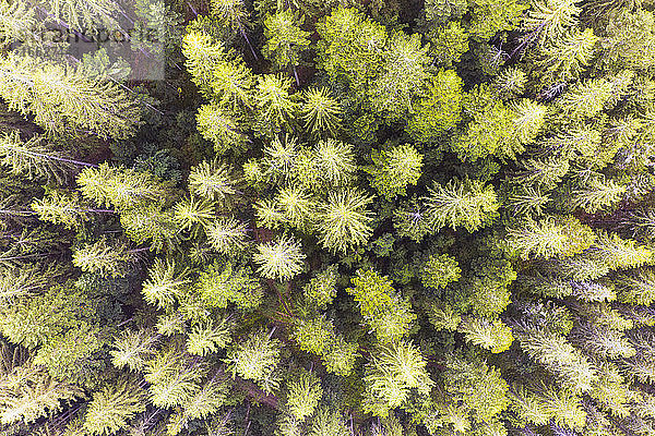 Drohnenaufnahme von grünen Fichten (Picea abies) im Bayerischen Wald