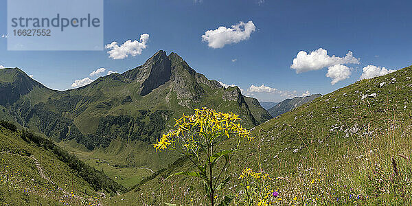 Im Sommer blühendes Jakobskreuzkraut (Senecio ovatus) mit dem Berg Hofats im Hintergrund