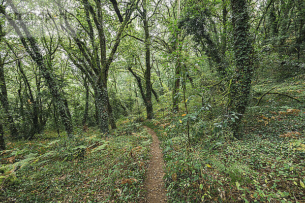 Fußweg inmitten von grünen Pflanzen und Bäumen  die in einem üppigen Wald wachsen