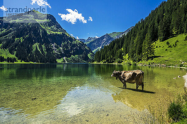 Österreich  Tirol  Kuh steht knöcheltief im malerischen Vilsalpsee