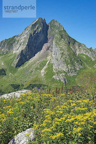 Blühendes Jakobskreuzkraut (Senecio ovatus) auf einer Sommerwiese mit dem Berg Hofats im Hintergrund