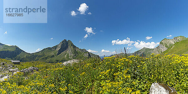 Blühendes Jakobskreuzkraut (Senecio ovatus) auf einer Sommerwiese mit dem Berg Hofats im Hintergrund