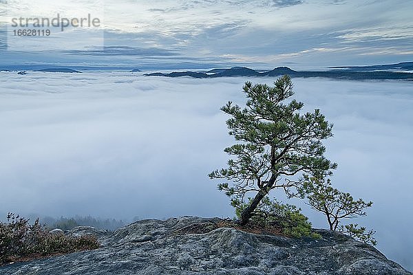 Nebel im Elbtal  Sachsen  Deutschland  Sonnenaufgang auf Lilienstein mit Blick in die Sächsische Schweiz auf Papsstein und Gorisch  Nationalpark Sächsische Schweiz  Europa