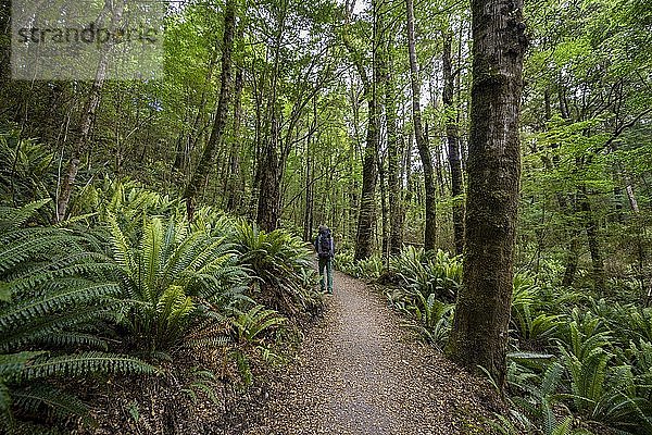 Wanderer auf Wanderweg durch Wald mit Farnen  Gemäßigter Regenwald  Kepler Track  Fiordland National Park  Southland  Neuseeland  Ozeanien