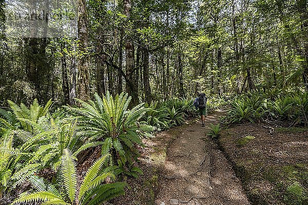 Wanderer auf Wanderweg durch Wald mit Farnen  Gemäßigter Regenwald  Kepler Track  Fiordland National Park  Southland  Neuseeland  Ozeanien
