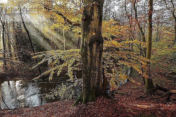 Buchenwald  Sonne strahlt durch Nebel  Herbst  Gegenlicht  Bach Bille  Aumühle  Sachsenwald  Kreis Herzogtum Lauenburg  Schleswig Holstein  Deutschland  Europa