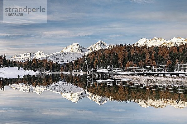 Herbstliche Lärchen mit verschneiten Bergspitzen spiegeln sich im Stazersee  Lej da Staz  St. Moritz  Engadin  Graubünden  Schweiz  Europa