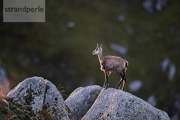 Gemse (Rupicapra rupicapra)  steht auf Felsen  Vogesen  Frankreich  Europa