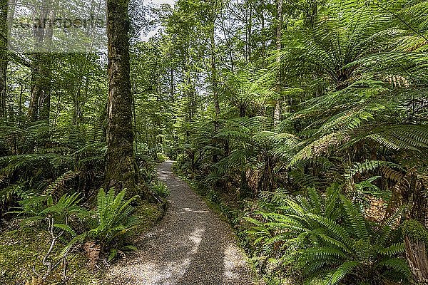Wanderweg durch Wald  Farnen und Baumfarne (Cyatheales)  Gemäßigter Regenwald  Kepler Track  Fiordland National Park  Southland  Neuseeland  Ozeanien