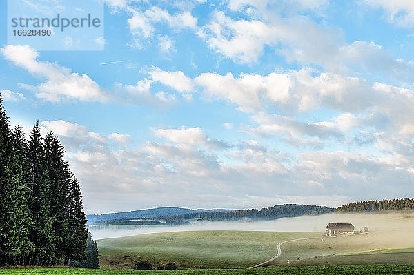 Morgennebel im Hochschwarzwald  einsam gelegener Bauernhof mit Kuhhändeln  Hochschwarzwald  Schwarzwald  Bade-Württemberg  Deutschland  Europa