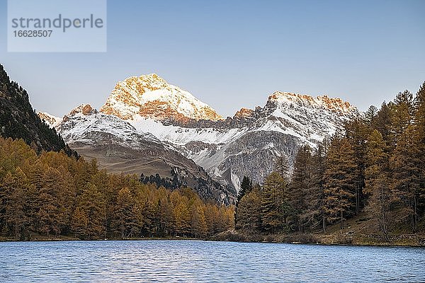 Herbstlicher Lärchenwald am Palpuognasee  schneebedeckte Berge  Lei da Palpuogna  Albulapass  Graubünden  Schweiz  Europa