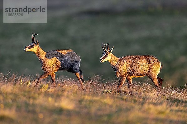 Zwei Gemse (Rupicapra rupicapra)  stehen auf einer Wiese  Vogesen  Frankreich  Europa