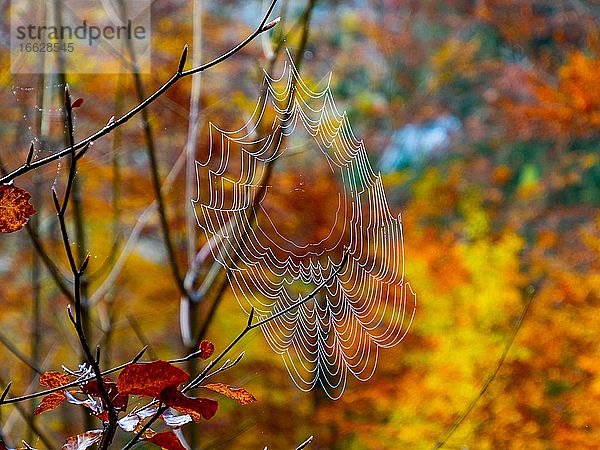Spinnennetz vor herbstlich gefärbtem Mischwald  Ebensee  Salzkammergut  Oberösterreich  Österreich  Europa