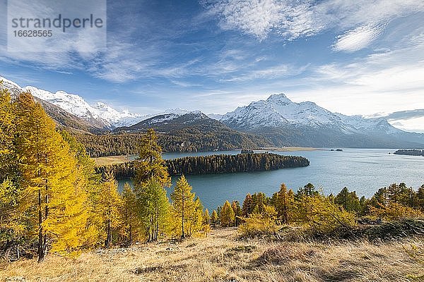 Herbstlicher Lärchenwald mit schneebedeckten Bergen  Silsersee  Piz da la Margna  Engadin  Graubünden  Schweiz  Europa