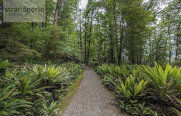 Wanderweg durch Wald mit Farnen  Gemäßigter Regenwald  Kepler Track  Fiordland National Park  Southland  Neuseeland  Ozeanien