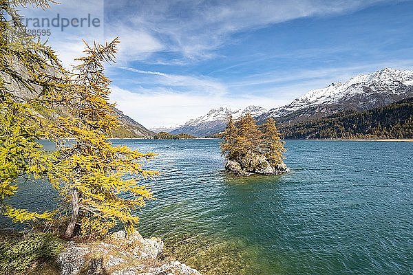 Insel am Silsersee  verfärbte Lärchen im Herbst  schneebedeckte Berggipfel  Engadin  Graubünden  Schweiz  Europa