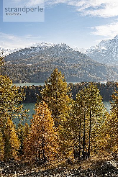 Herbstlicher Lärchenwald mit schneebedeckten Bergen  Silsersee  Engadin  Graubünden  Schweiz  Europa