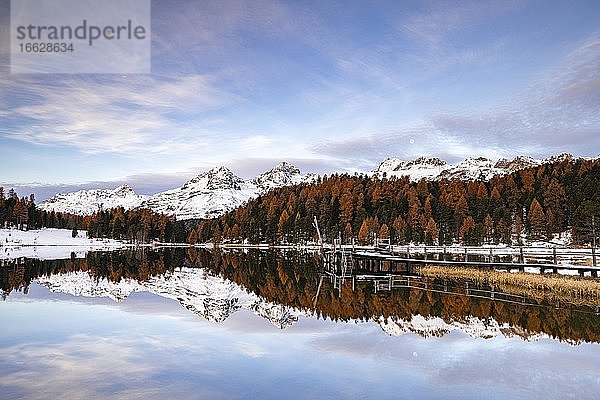 Herbstliche Lärchen mit verschneiten Bergspitzen spiegeln sich im Stazersee  Lej da Staz  St. Moritz  Engadin  Graubünden  Schweiz  Europa