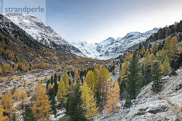 Herbstlicher Lärchenwald im Tal des Morteratschgletscher  Berninagruppe mit Piz Bernina  Piz Palü  Pontresina  Engadin  Graubünden  Schweiz  Europa